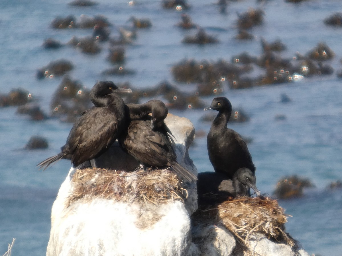 Cormoran des bancs - ML641473469