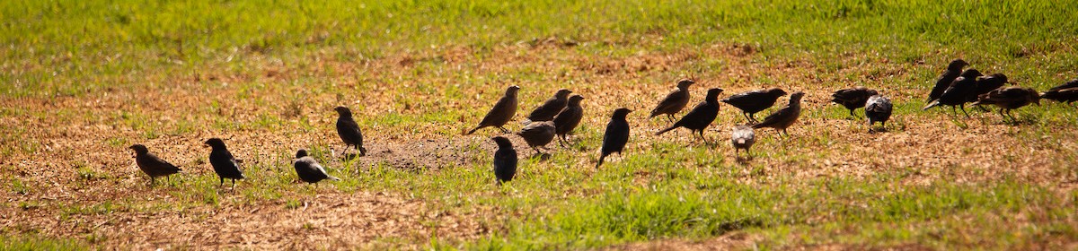 Brown-headed Cowbird - ML641473499