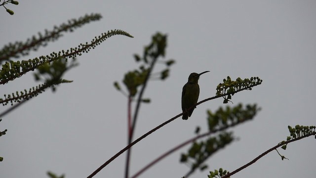 Yellow-eared Spiderhunter - ML641473500