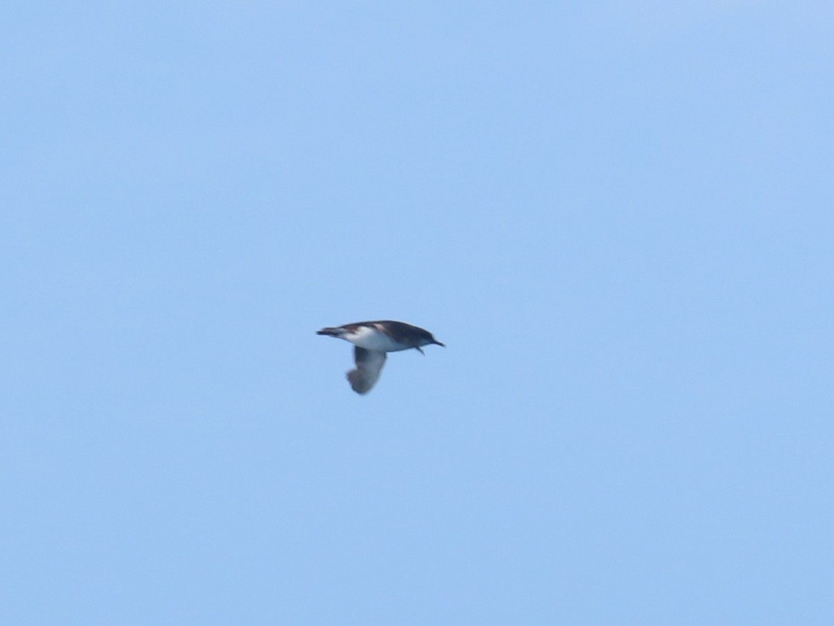 Hutton's Shearwater - ML641473523