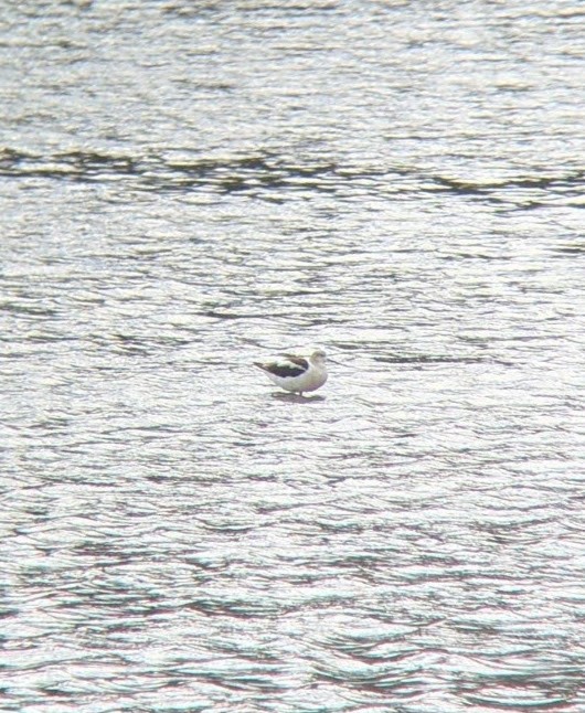 American Avocet - ML641473583