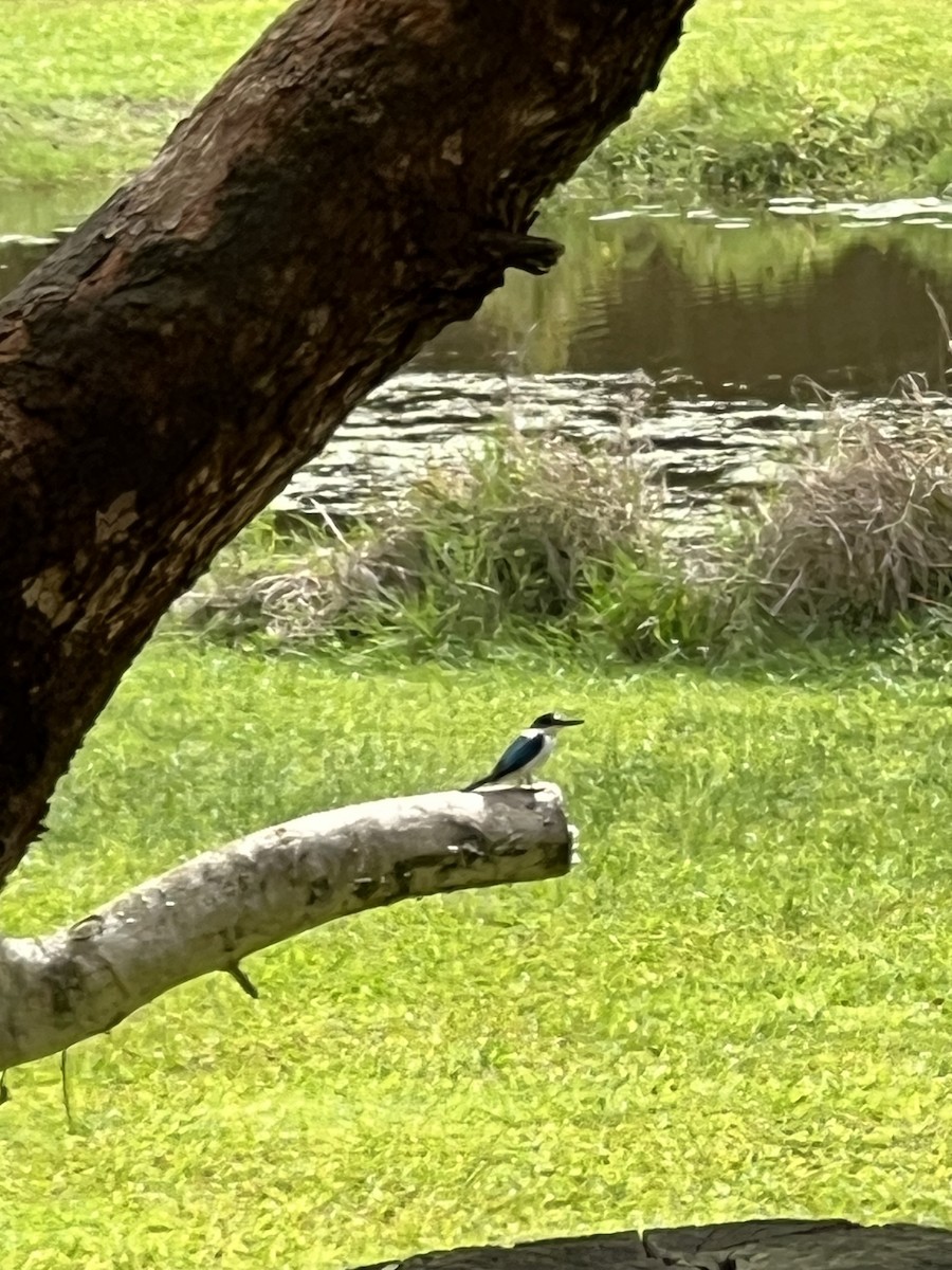 Forest Kingfisher - ML641473621