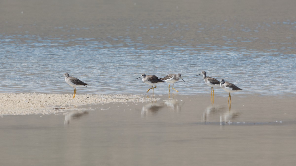 Greater Yellowlegs - ML641473628