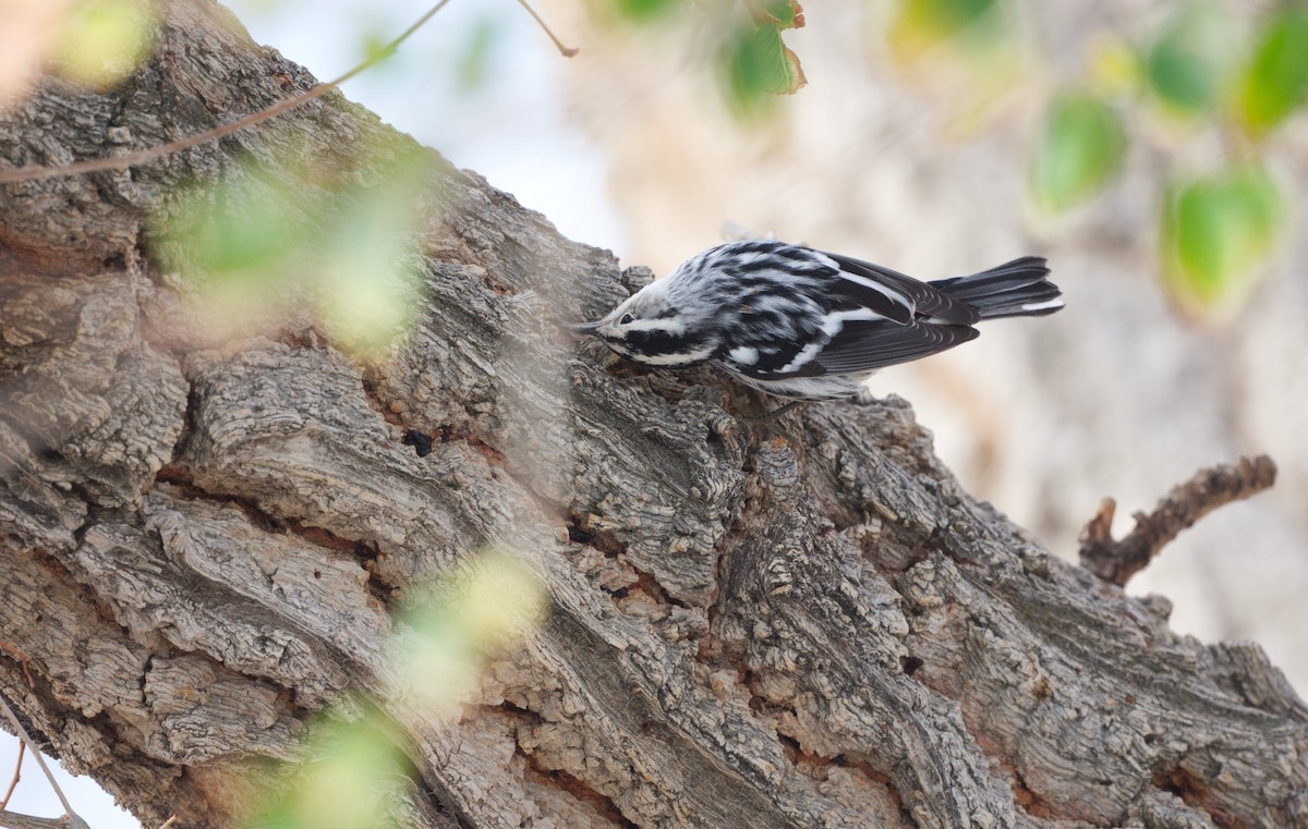 Black-and-white Warbler - ML641473658