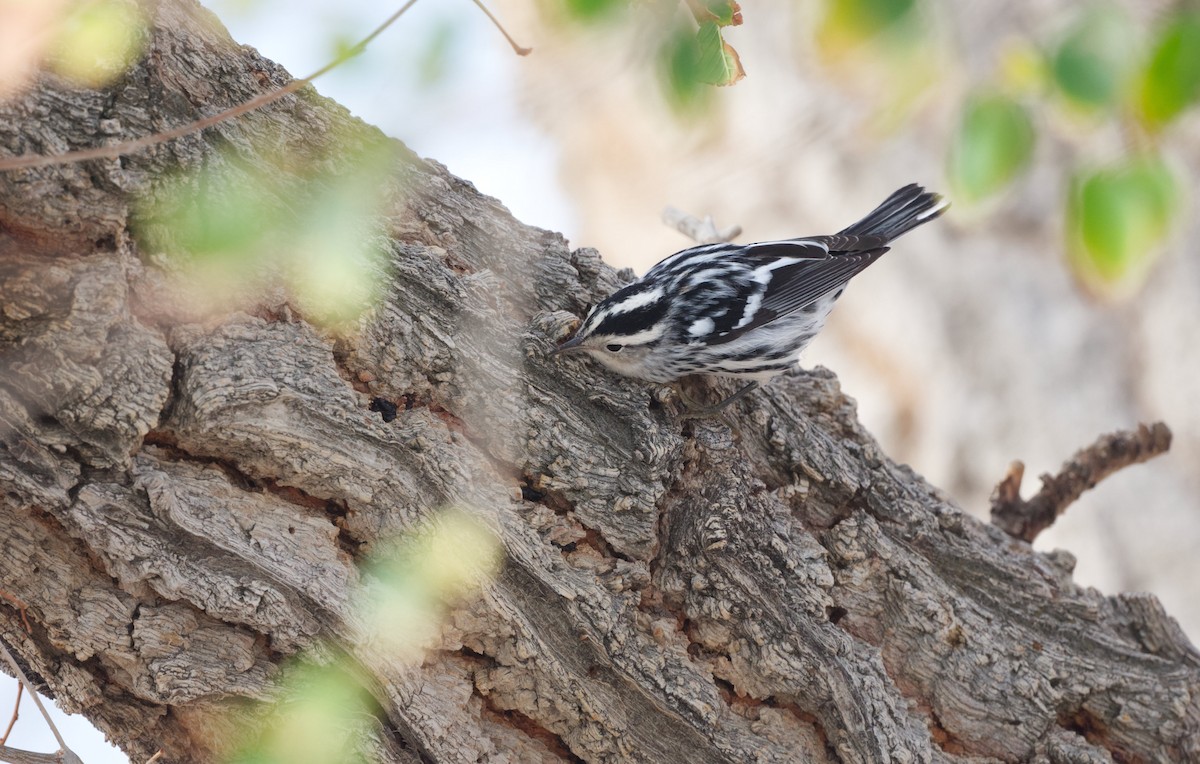 Black-and-white Warbler - ML641473659