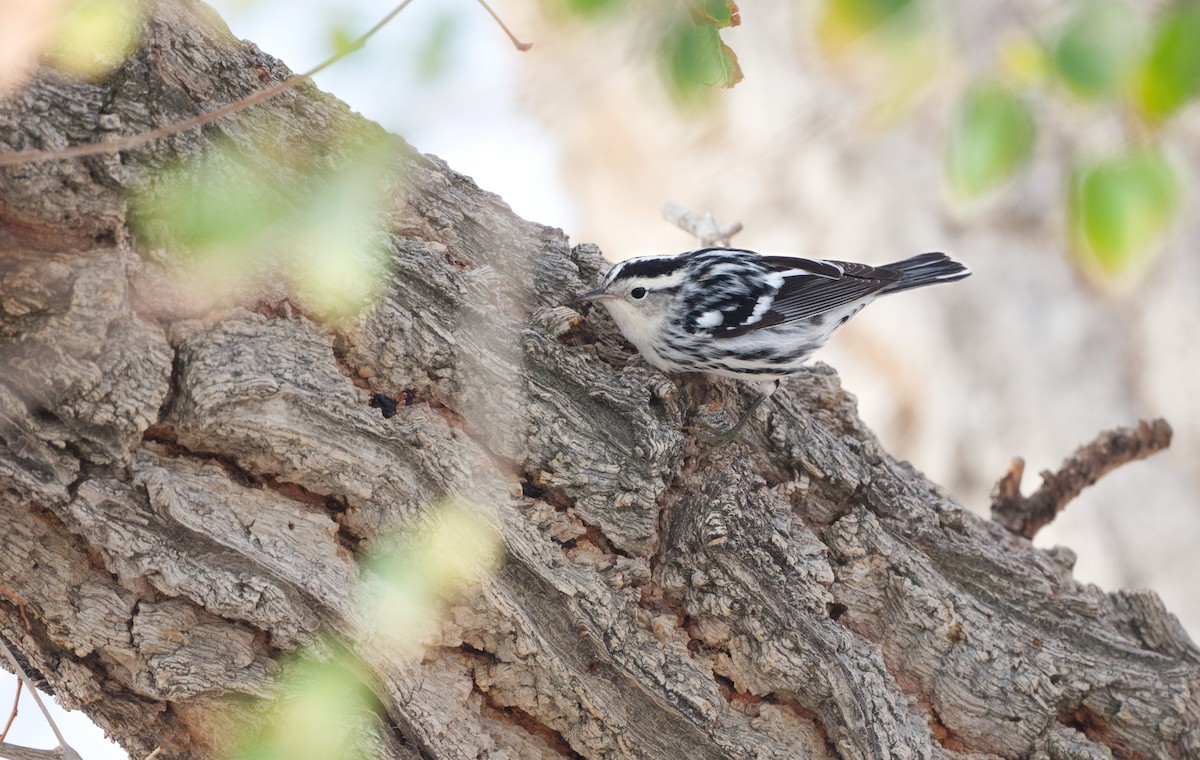 Black-and-white Warbler - ML641473660