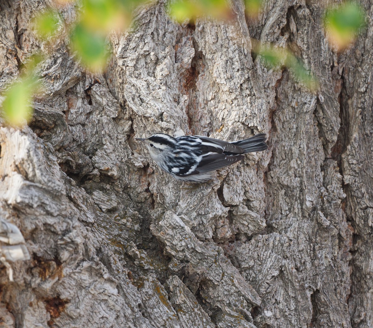 Black-and-white Warbler - ML641473661