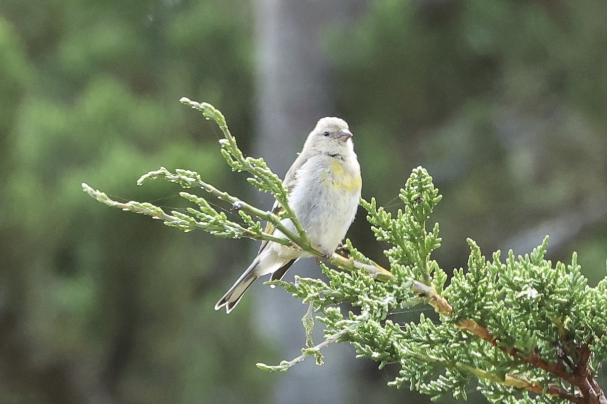 Lawrence's Goldfinch - ML641473688