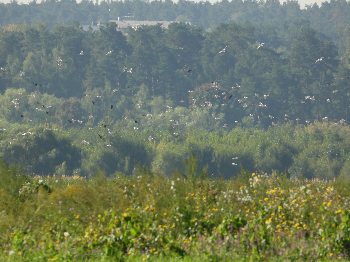 Eurasian Jackdaw - ML641473691