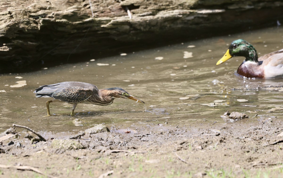 Green Heron - ML641473707