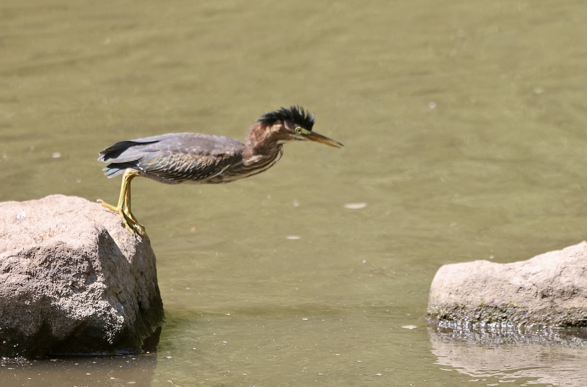 Green Heron - ML641473711