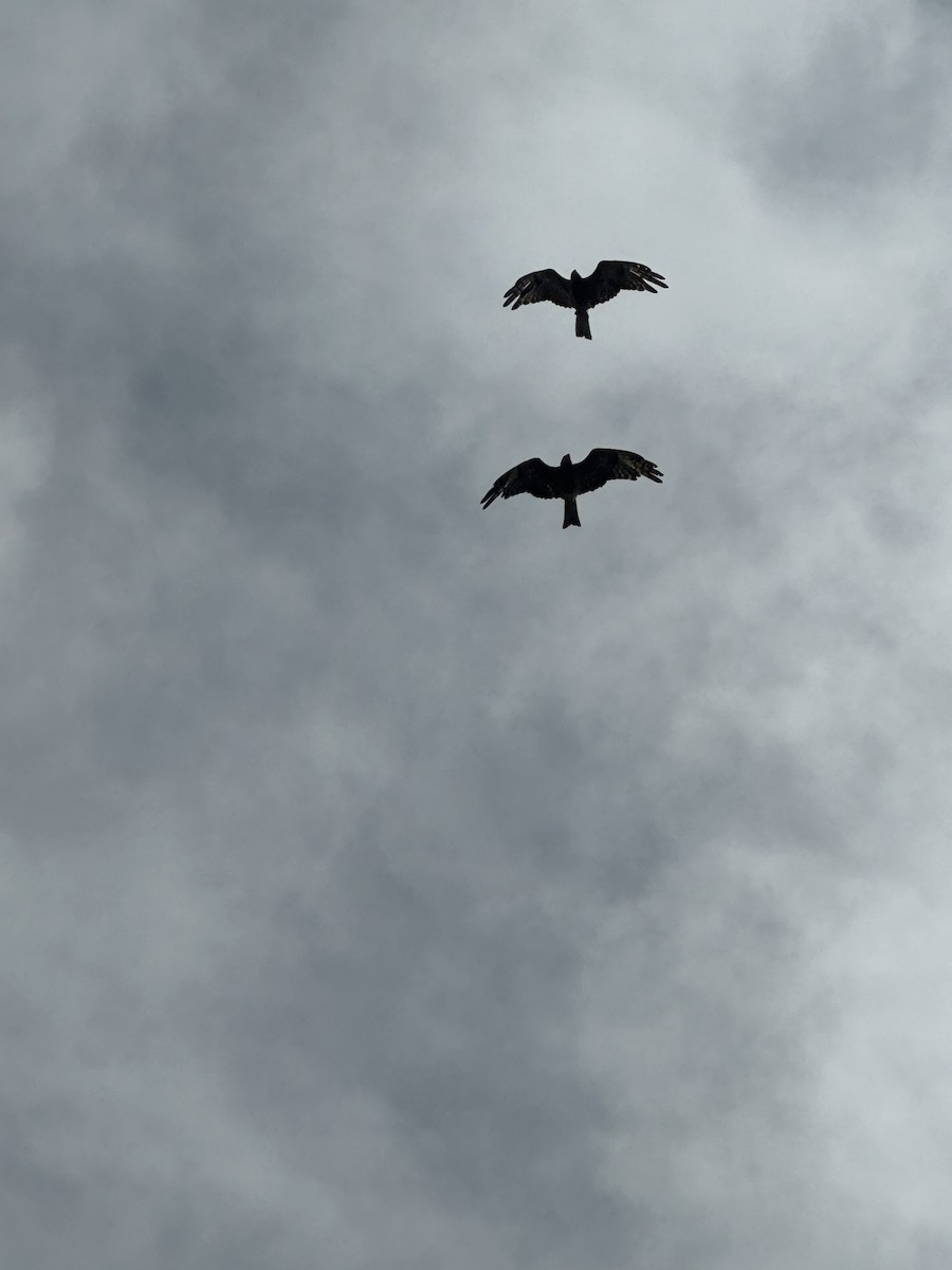 Square-tailed Kite - ML641473723