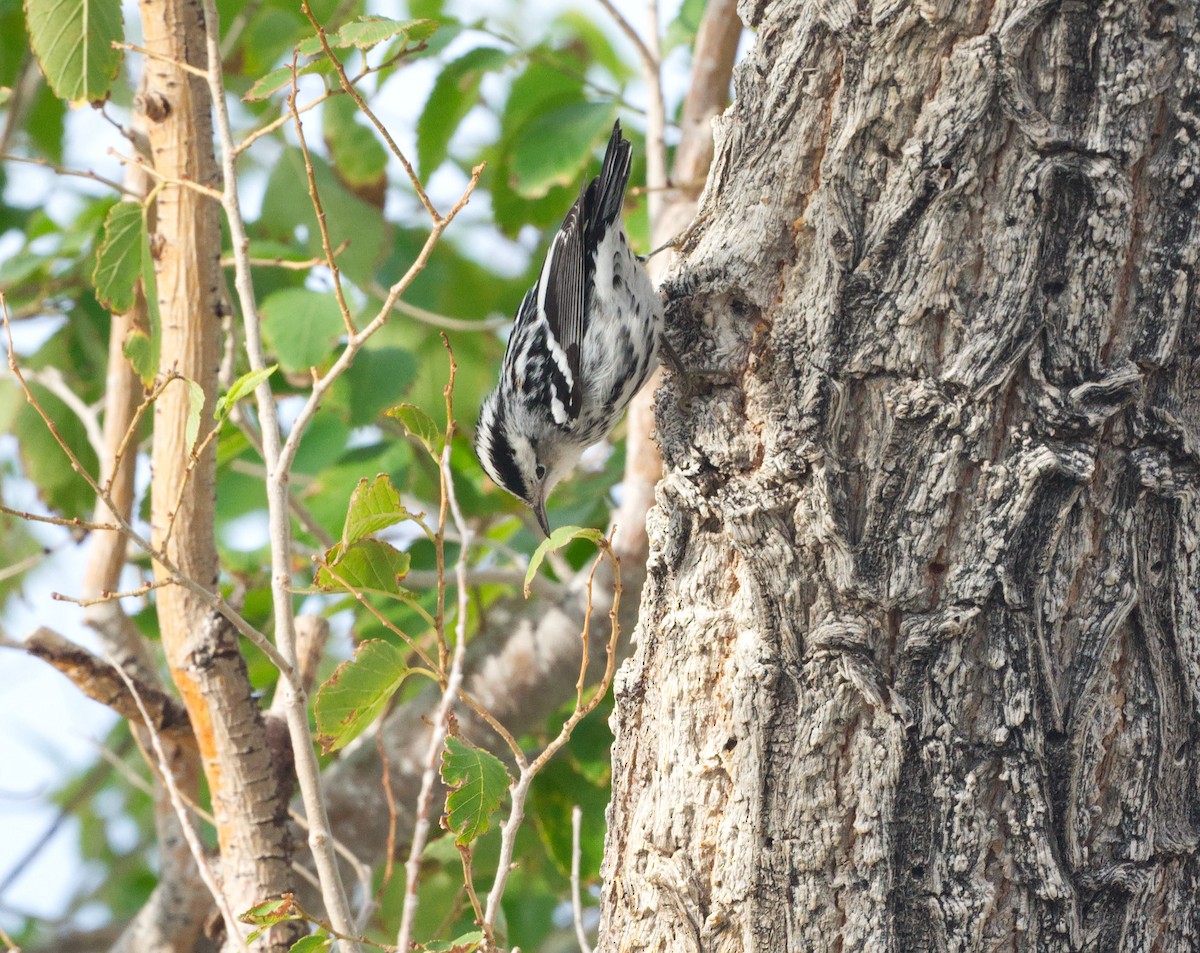 Black-and-white Warbler - ML641473769