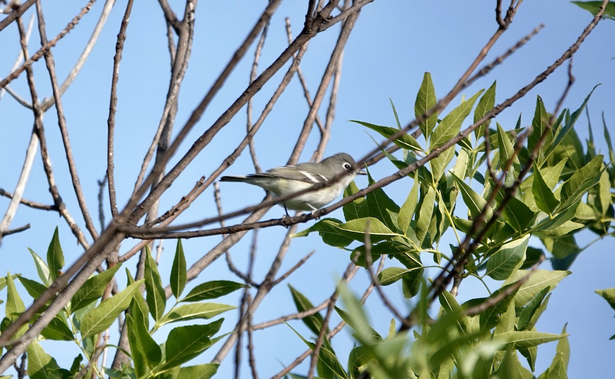 Plumbeous Vireo - ML641473797
