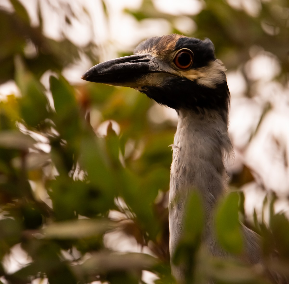 Yellow-crowned Night Heron - ML641473862