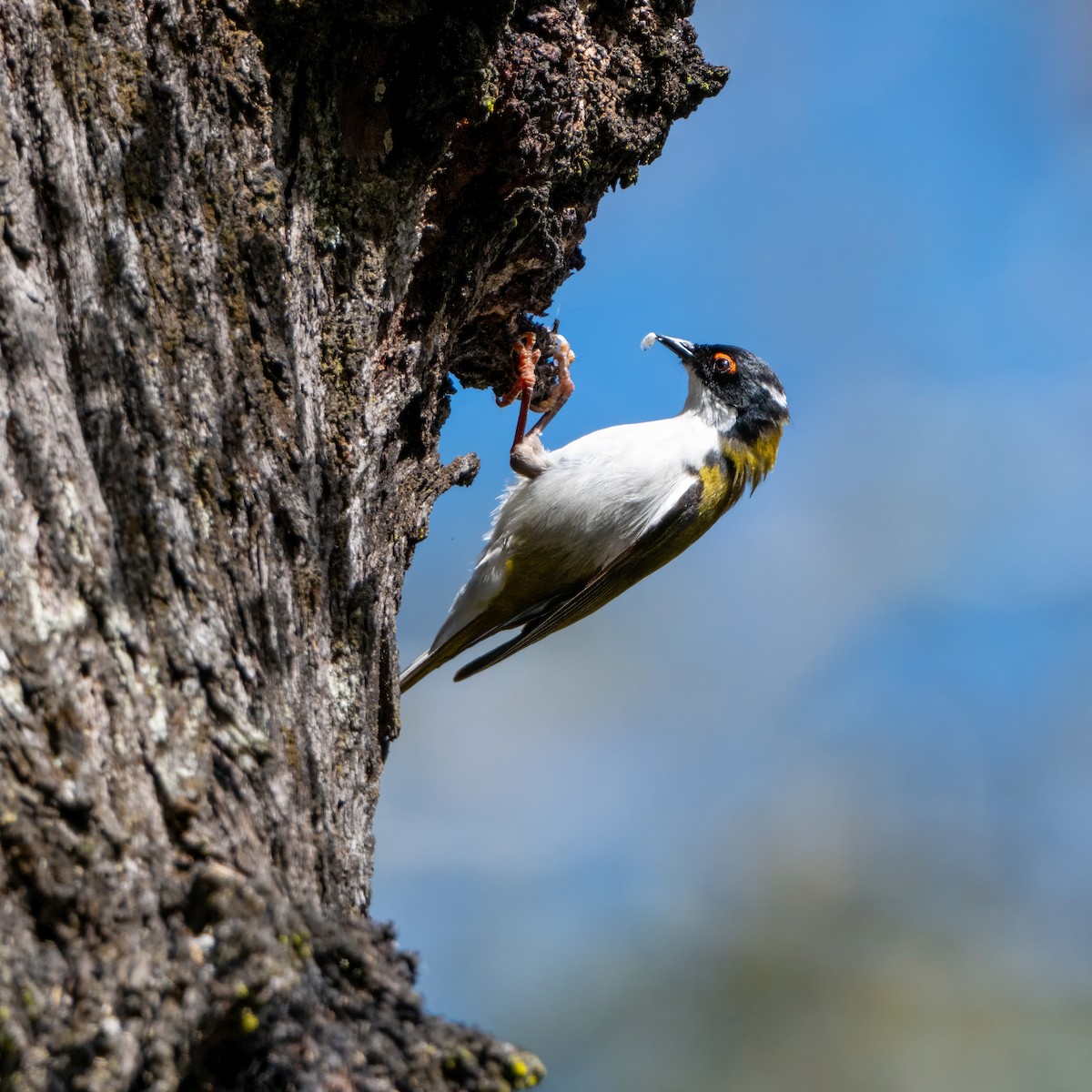 White-naped Honeyeater - ML641473864