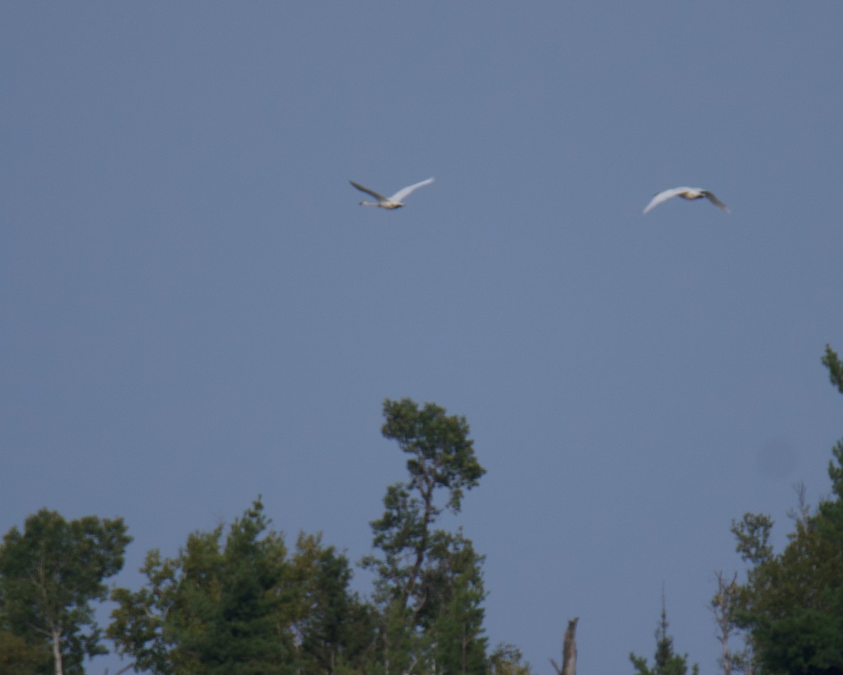Trumpeter Swan - ML641473866