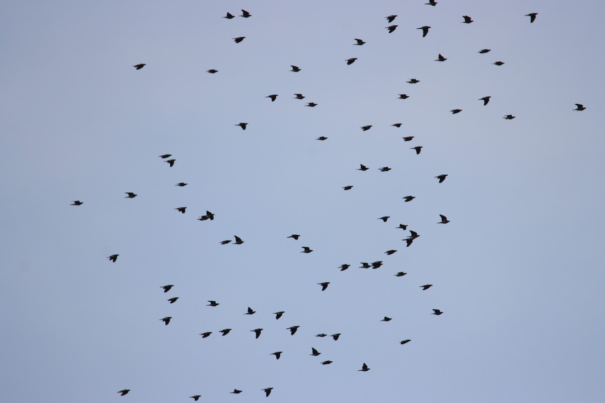 Band-tailed Pigeon - ML641473867