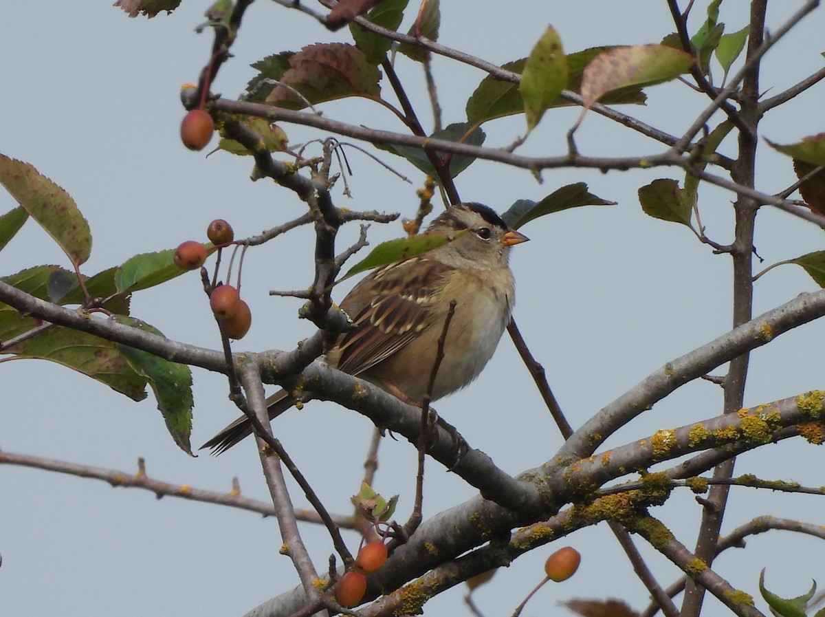 White-crowned Sparrow - ML641473868