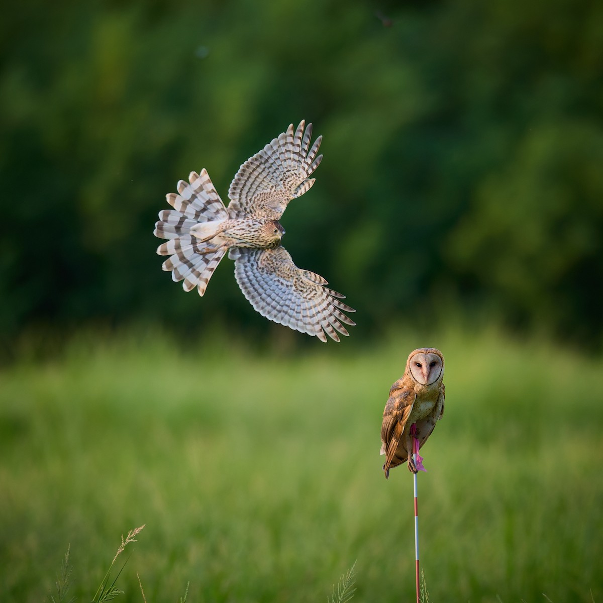 American Barn Owl - ML641473869