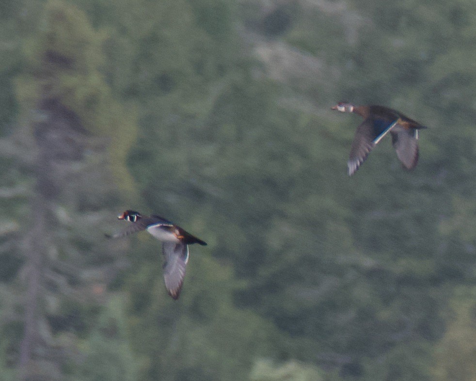 Wood Duck - ML641473870