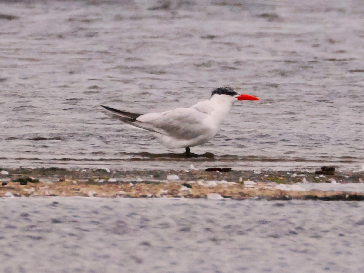 Caspian Tern - ML641473871