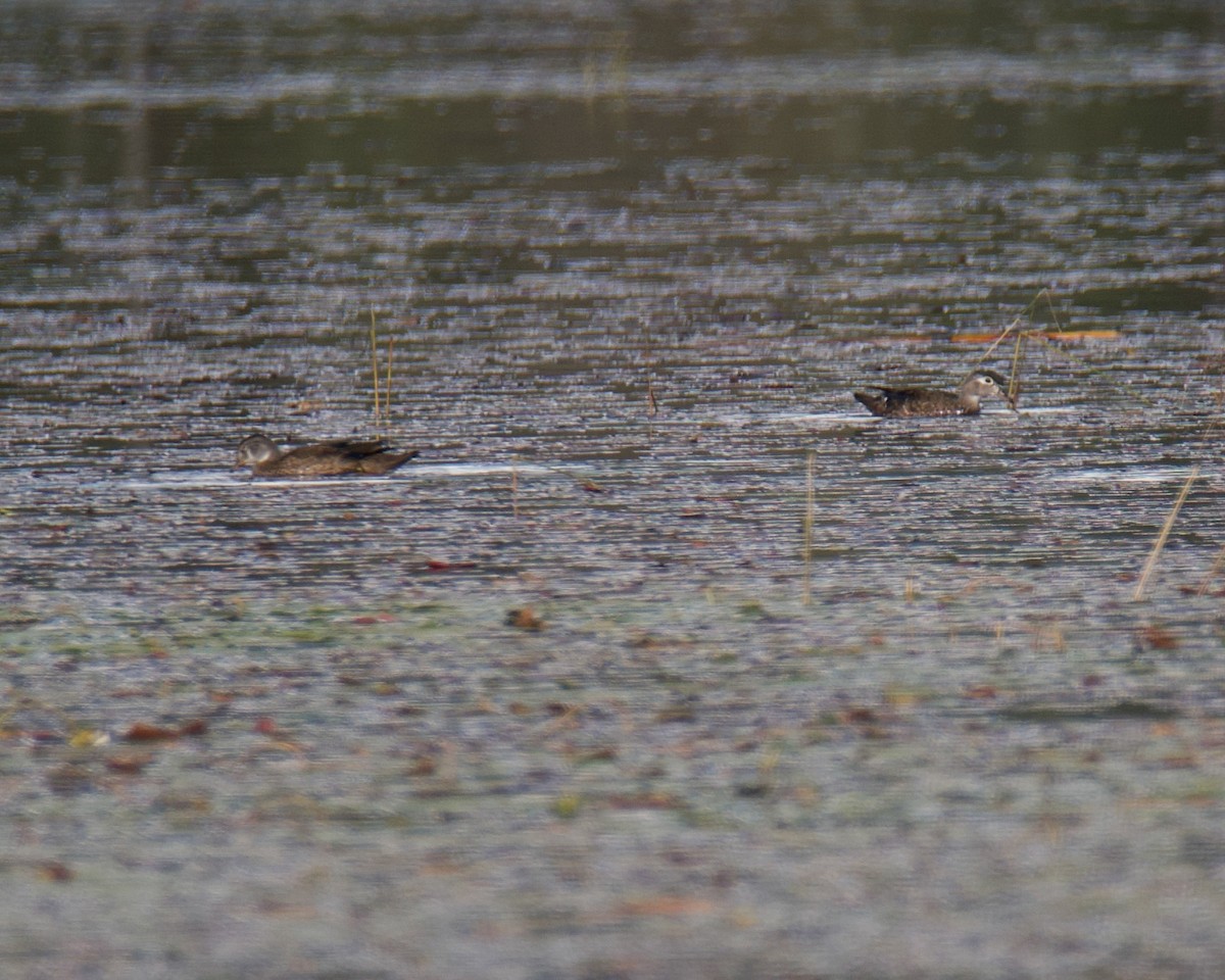 Wood Duck - ML641473872