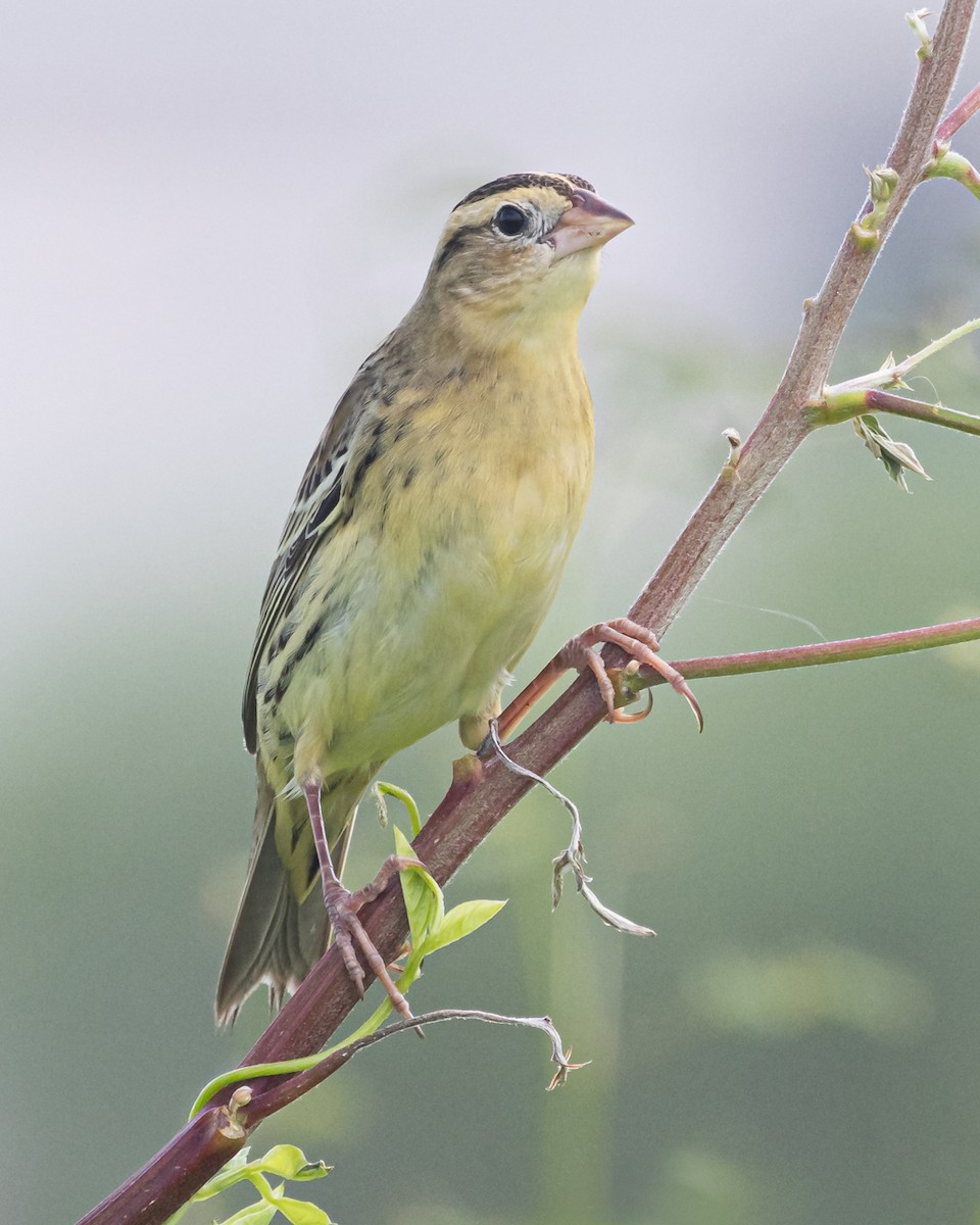 Bobolink - ML641473879