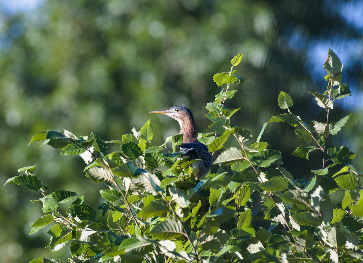Green Heron - ML641473882
