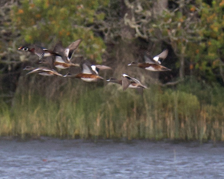 American Wigeon - ML641473884