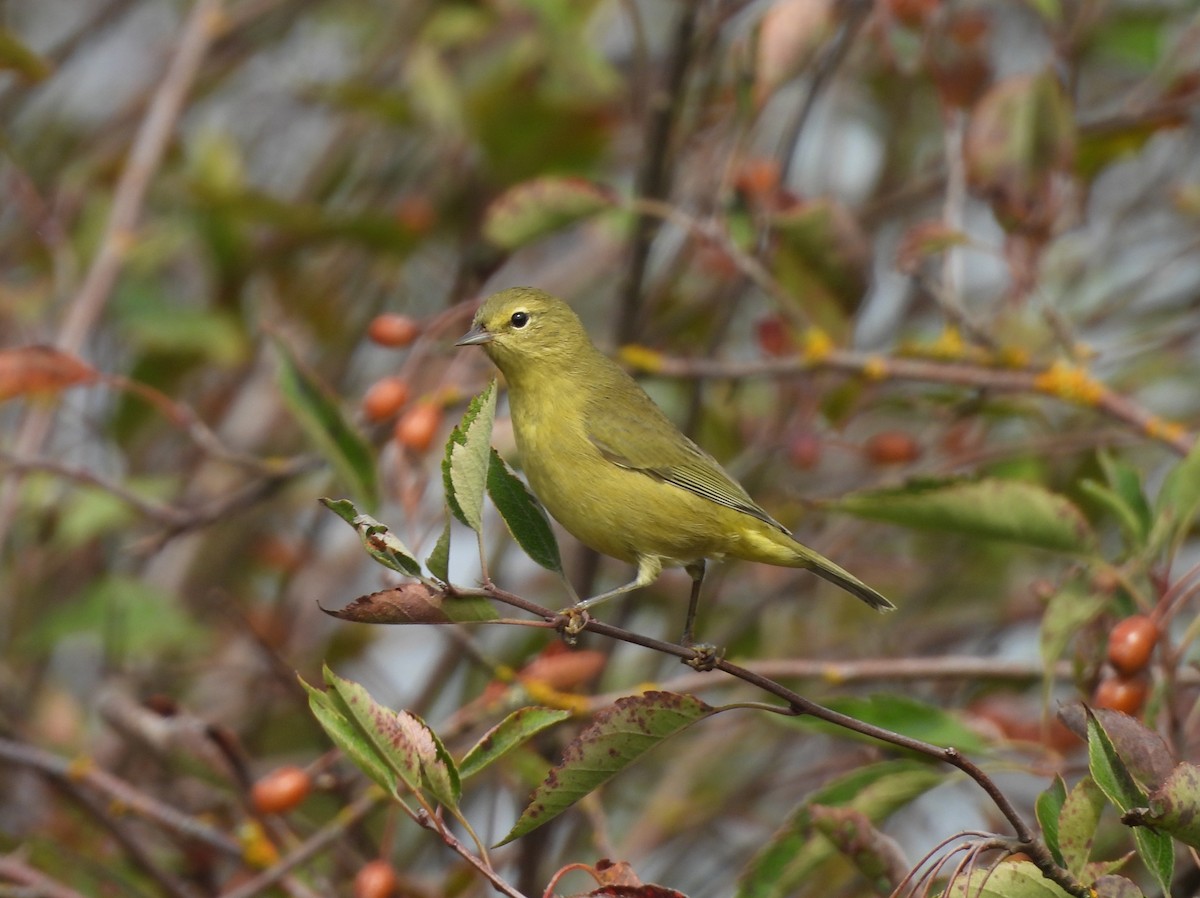 Orange-crowned Warbler - ML641473888