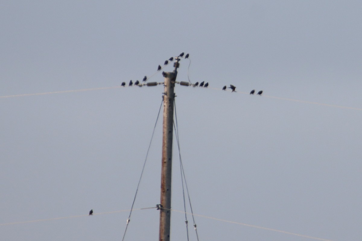 European Starling - ML641473891