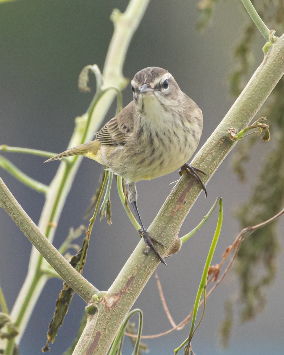 Palm Warbler - ML641473892
