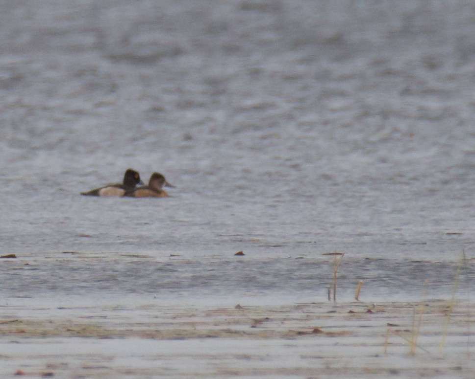 Lesser Scaup - ML641473893