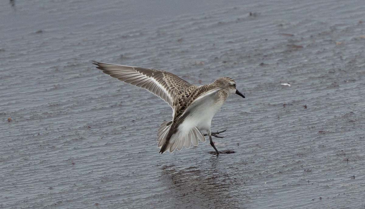 Spotted Sandpiper - ML641473894