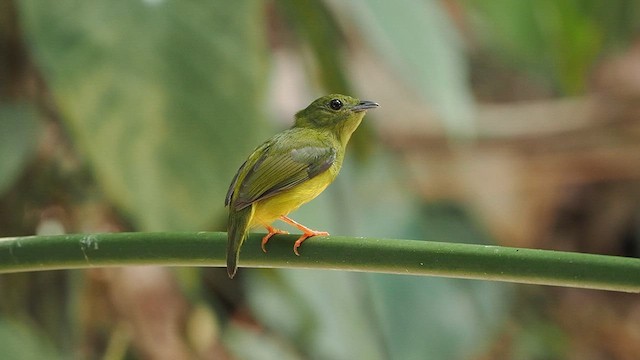 White-collared Manakin - ML641473895