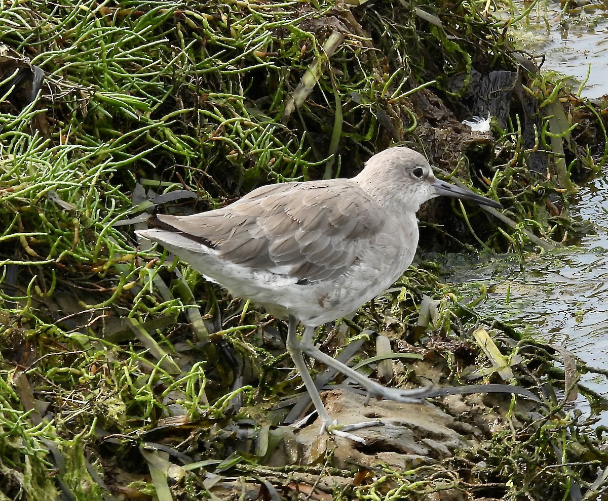 Willet - ML641473901