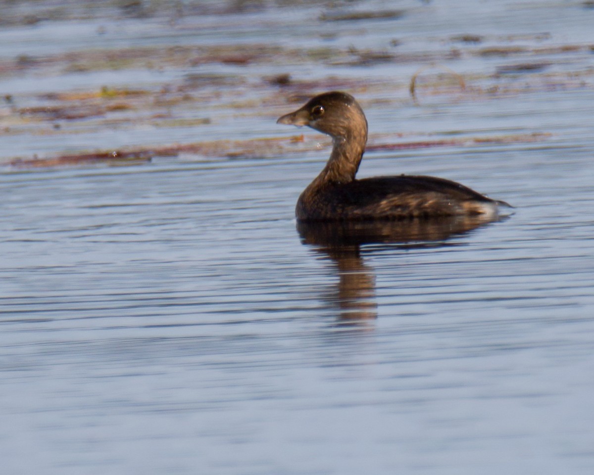 Pied-billed Grebe - ML641473903