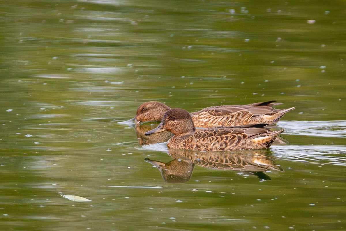 Green-winged Teal - ML641473904