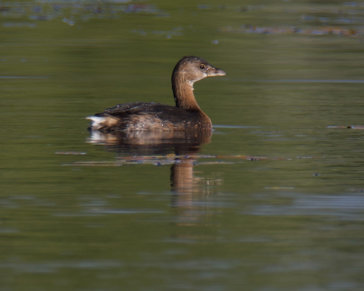 Pied-billed Grebe - ML641473905