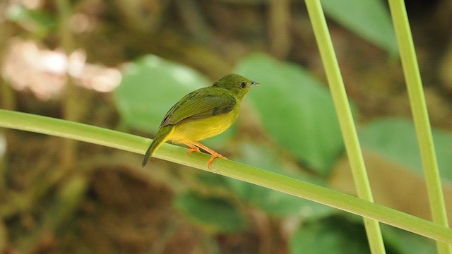 White-collared Manakin - ML641473921