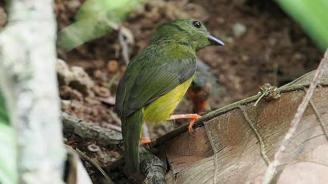 White-collared Manakin - ML641473978