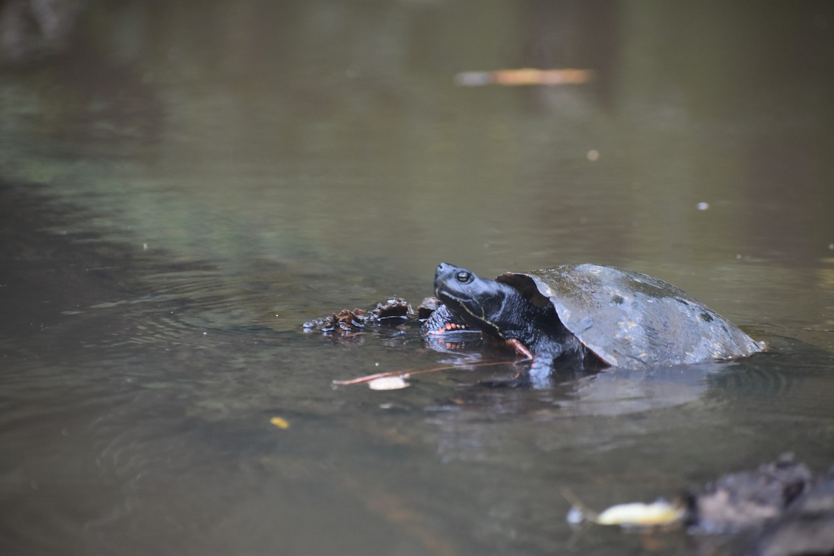 Northern Red-bellied Cooter - ML641473985
