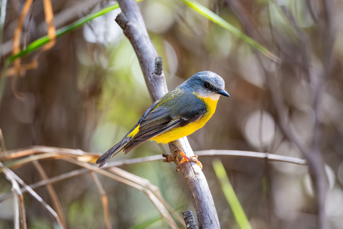 Eastern Yellow Robin - ML641473992