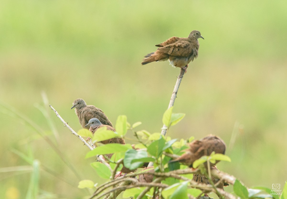 Ruddy Ground Dove - ML641473996
