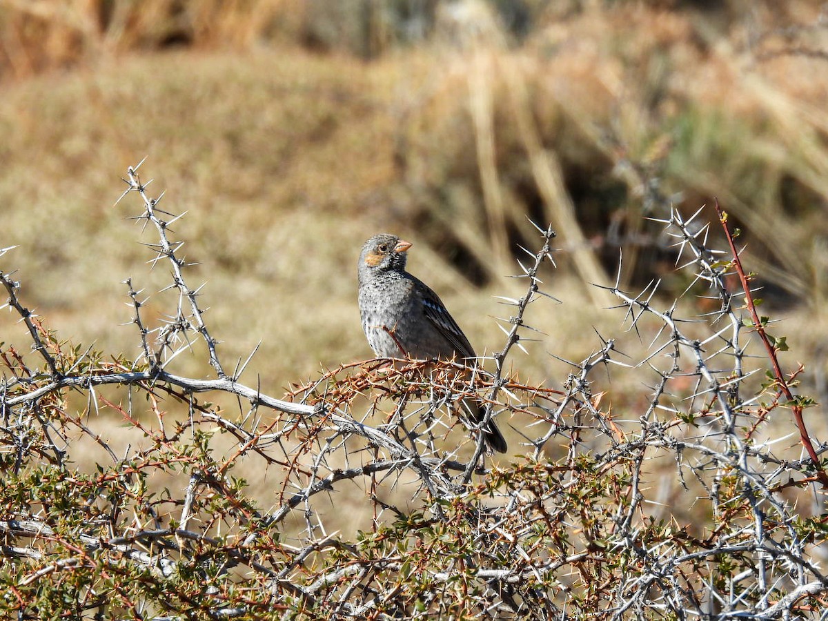 Mourning Sierra Finch - ML641473997