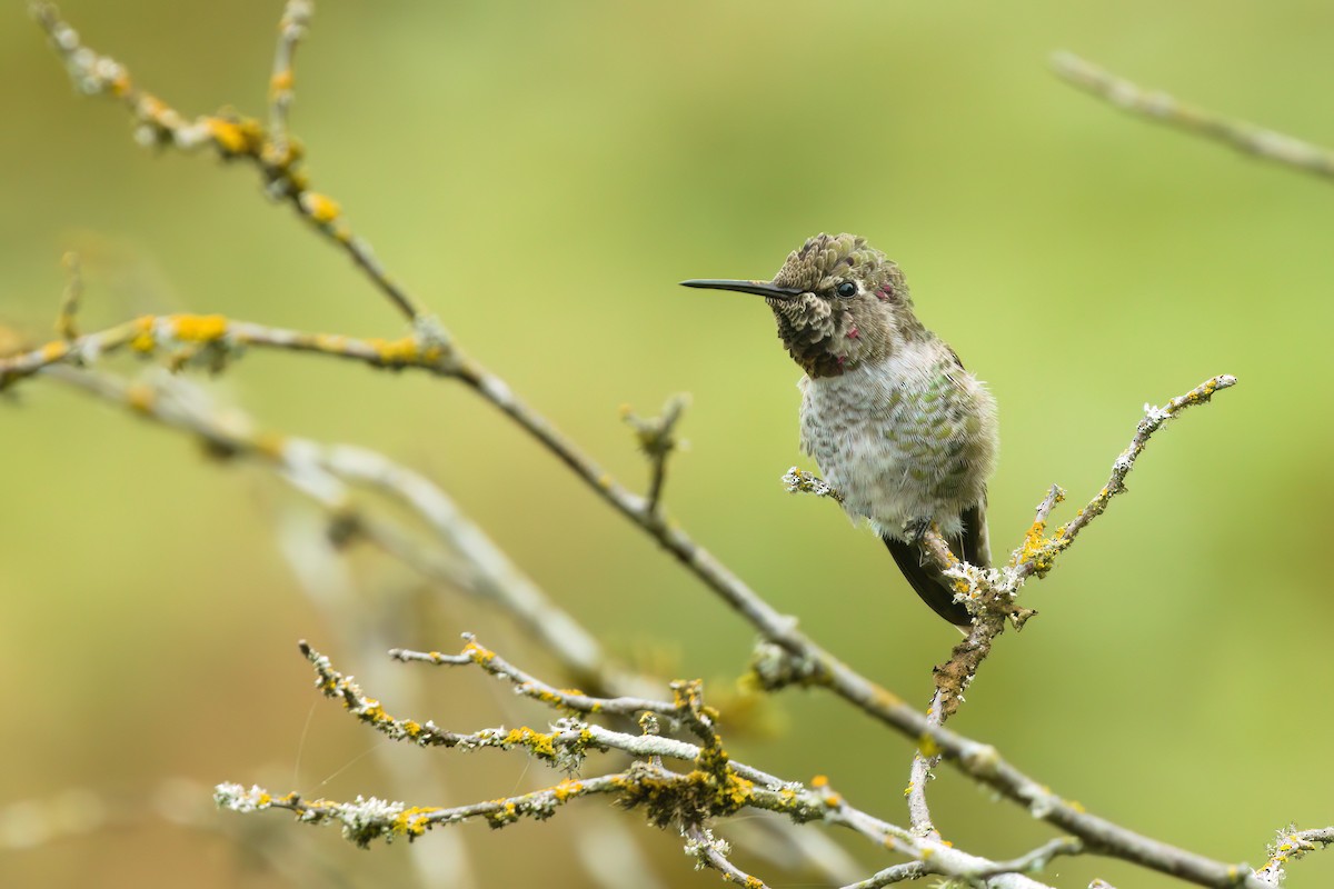 Anna's Hummingbird - ML641473998