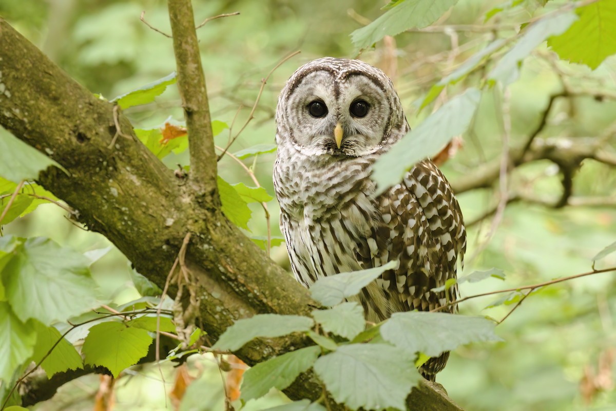 Barred Owl - ML641473999