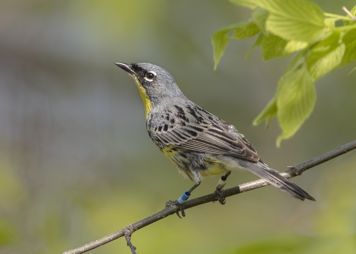Kirtland's Warbler - ML641474001