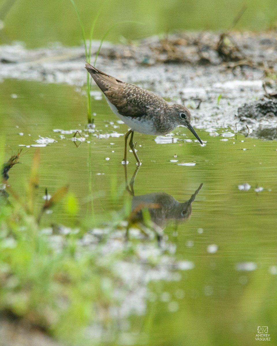 Solitary Sandpiper - ML641474002
